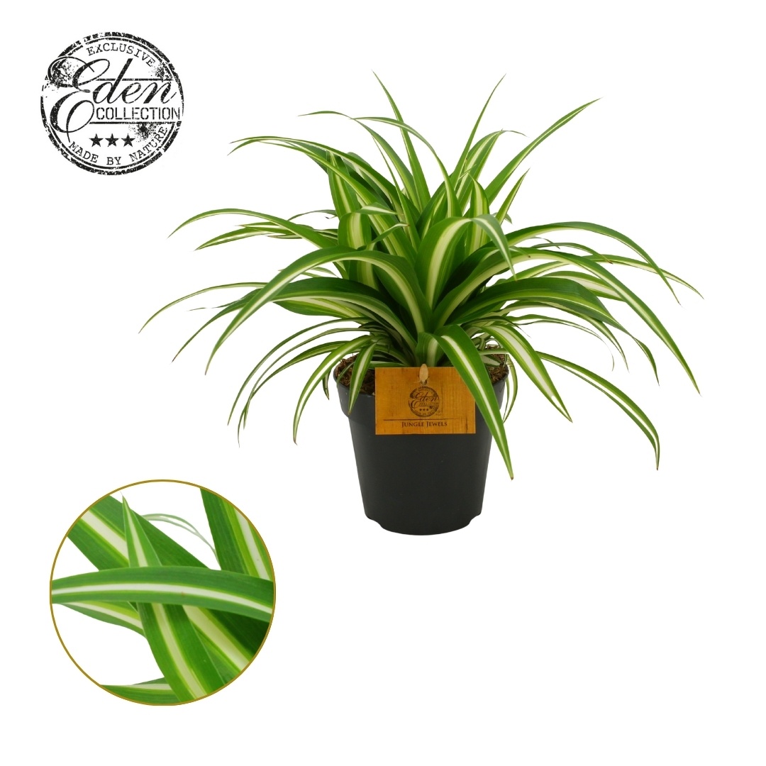 Chlorophytum comosum variegatum 12cm, D 12