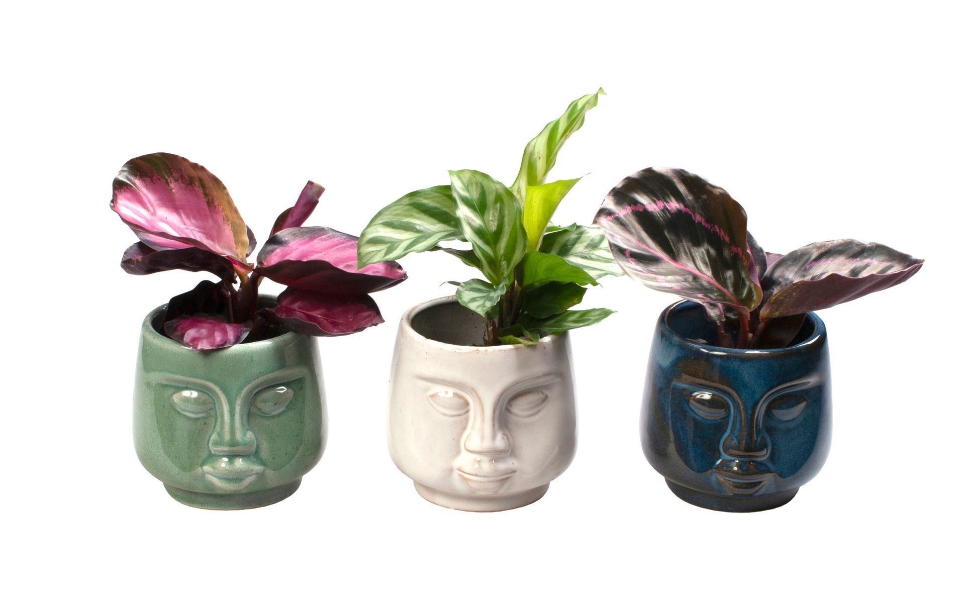 L 65577 with Calathea Mix, D 6