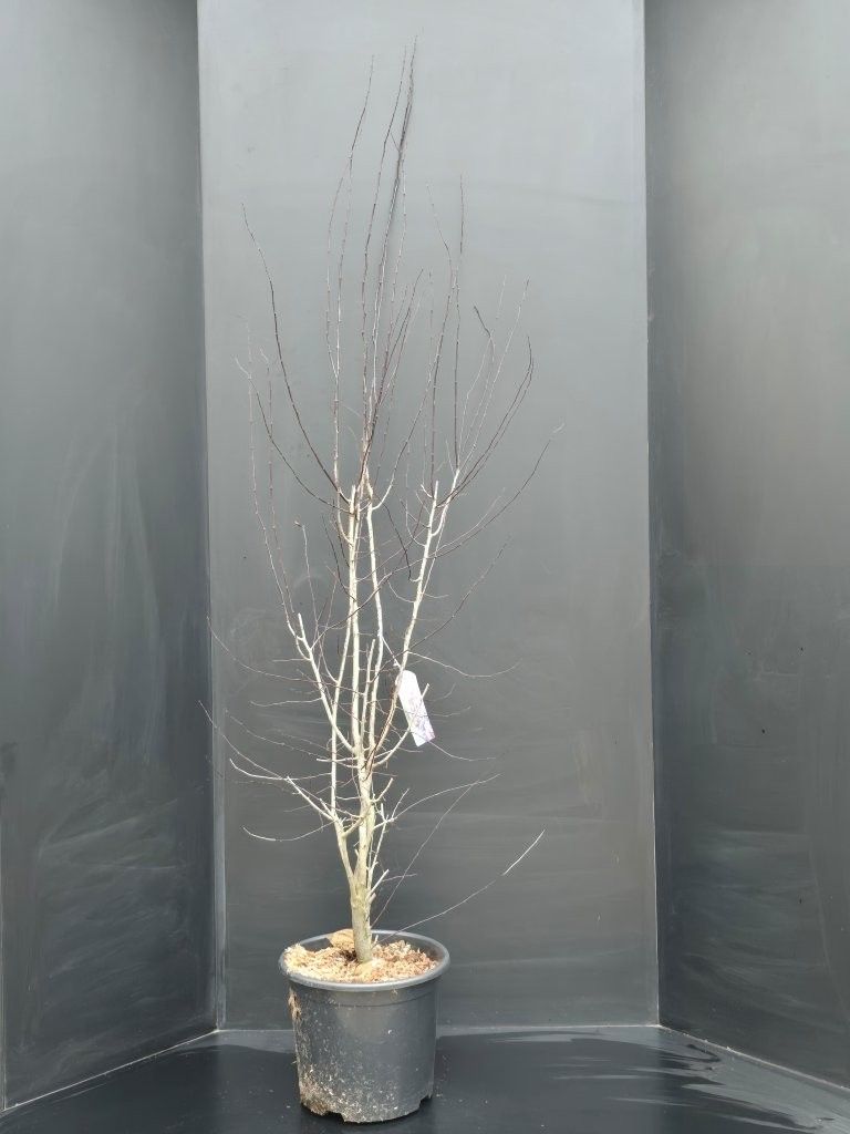 Prunus cerasifera 'Nigra', D 32 cm