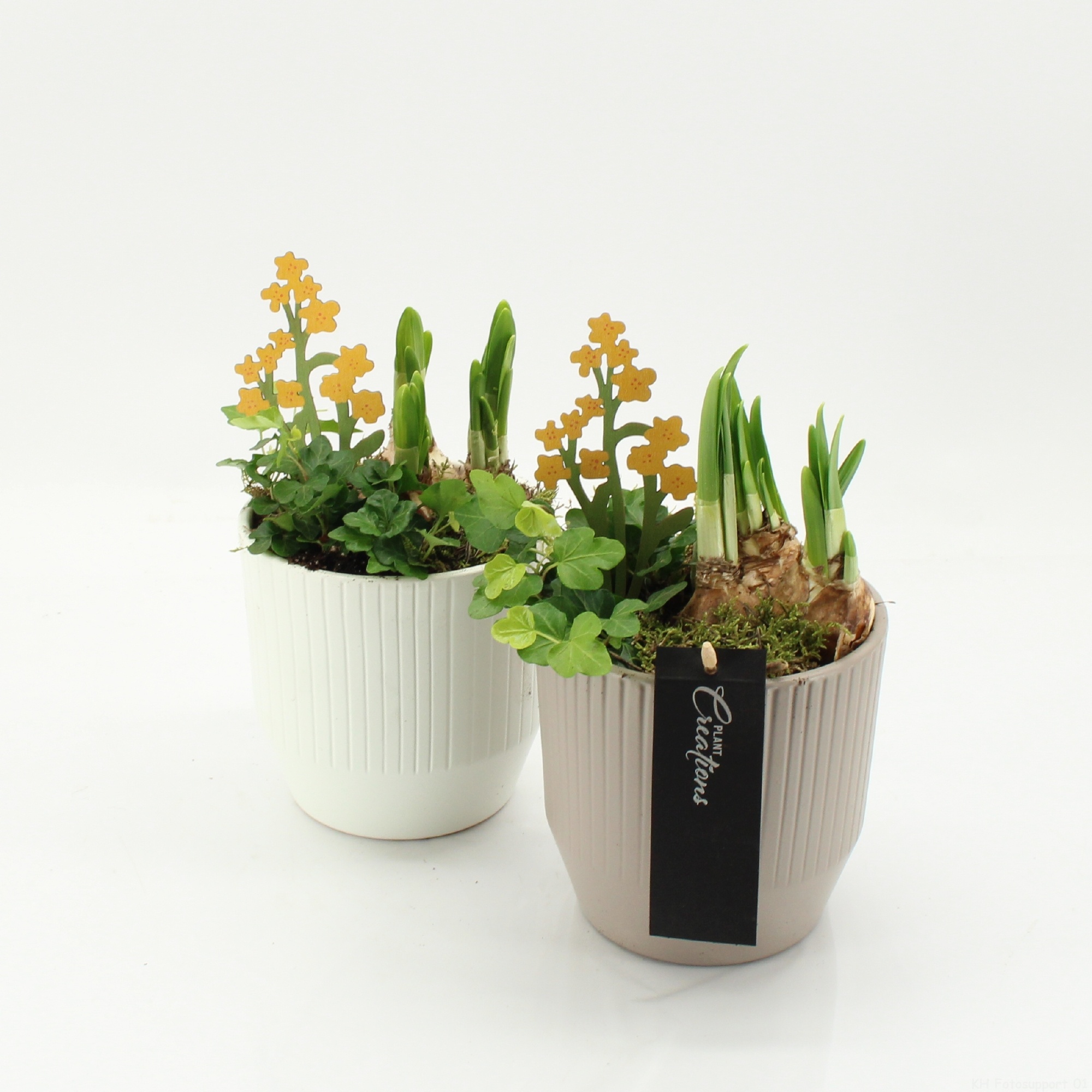 PROMO-2603M Bulbs, D 14