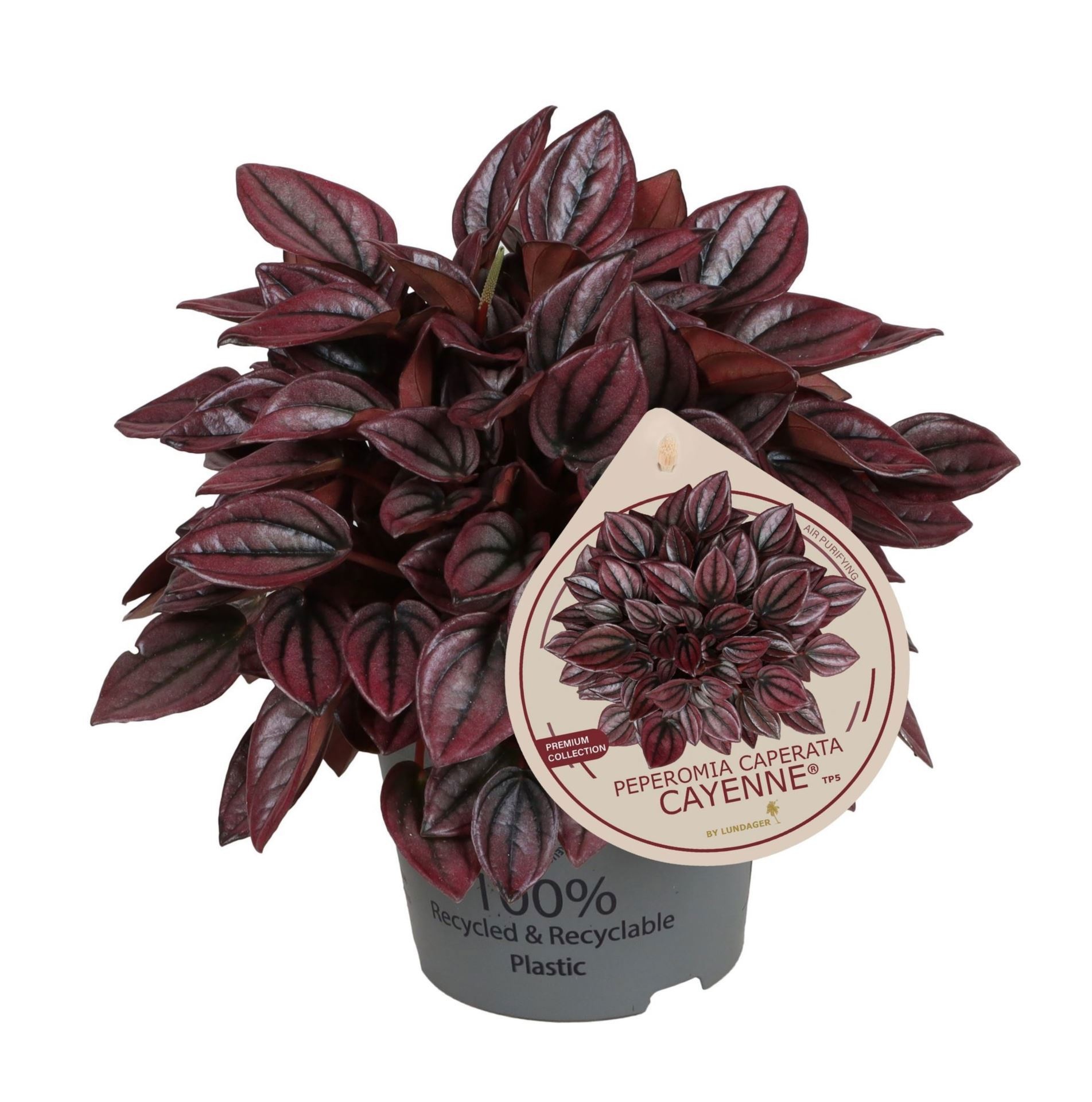 Peperomia Caperata Cayenne TP5� 12 cm, D 12