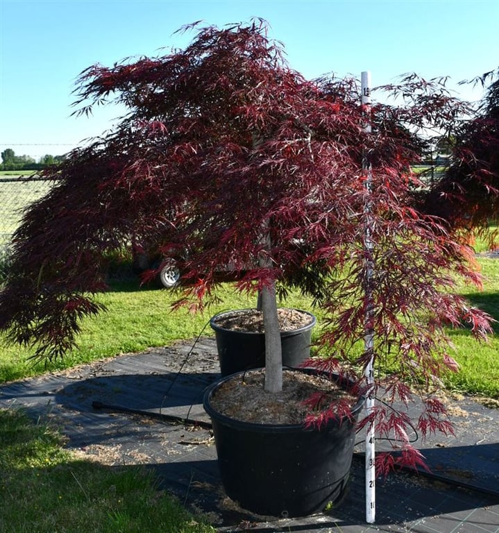 Acer pal. 'Stella Rossa', D 80