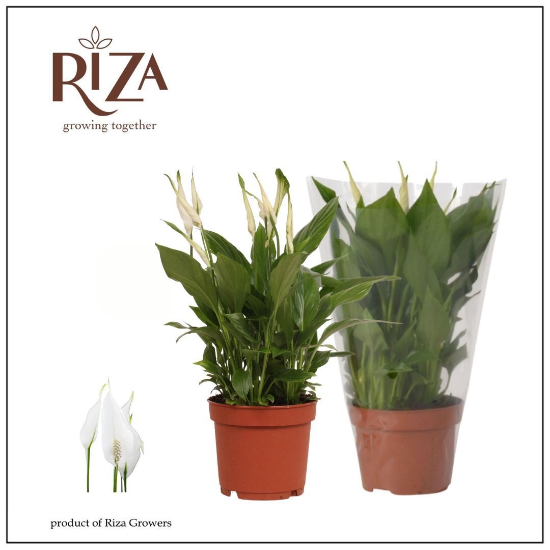 Spathiphyllum Bellini - 13 cm, D 13