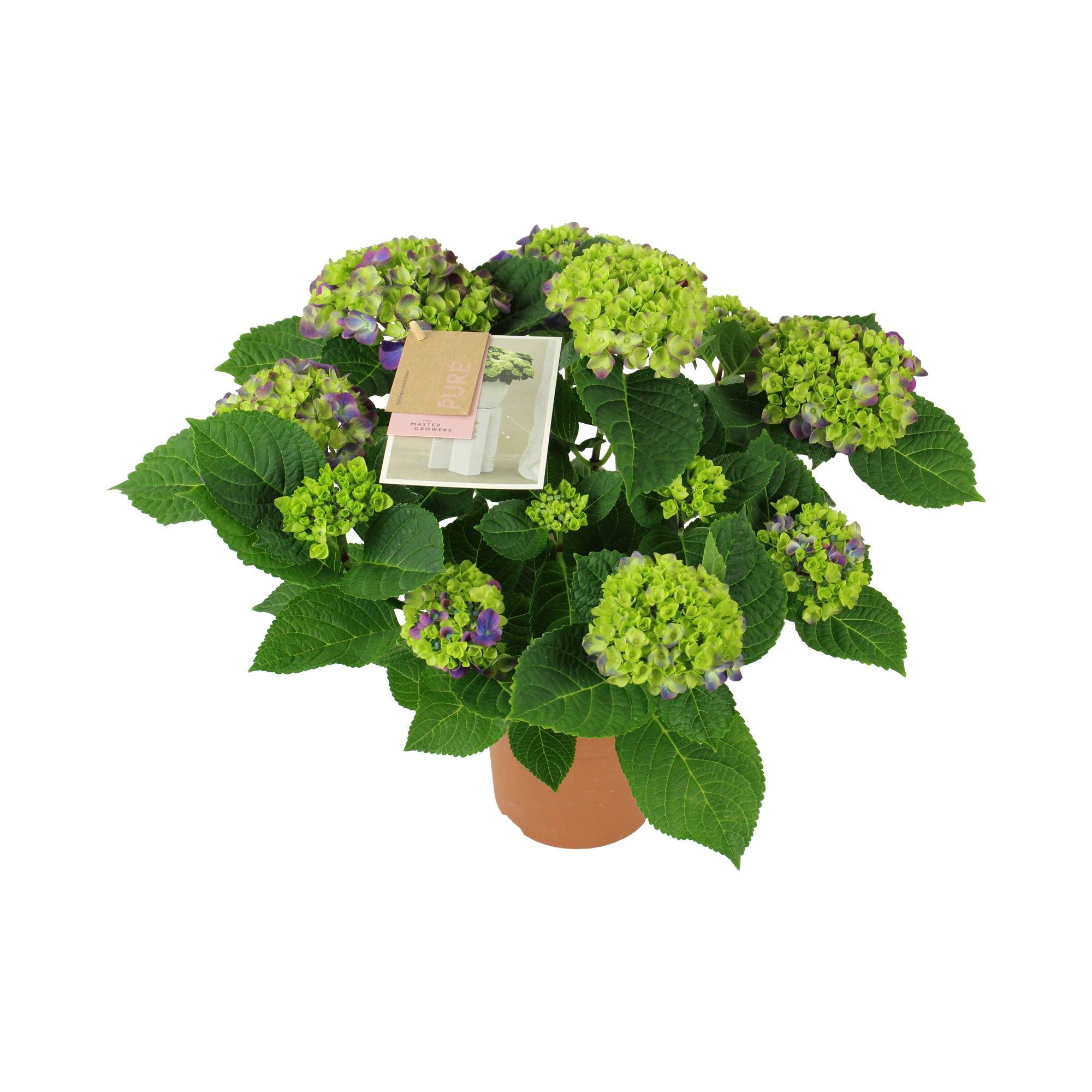 Hydrangea macr. Ningbo lila 9/10 flowers, D 14