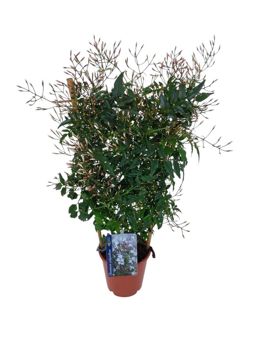 Jasminum Polyanthum op rek, D 12
