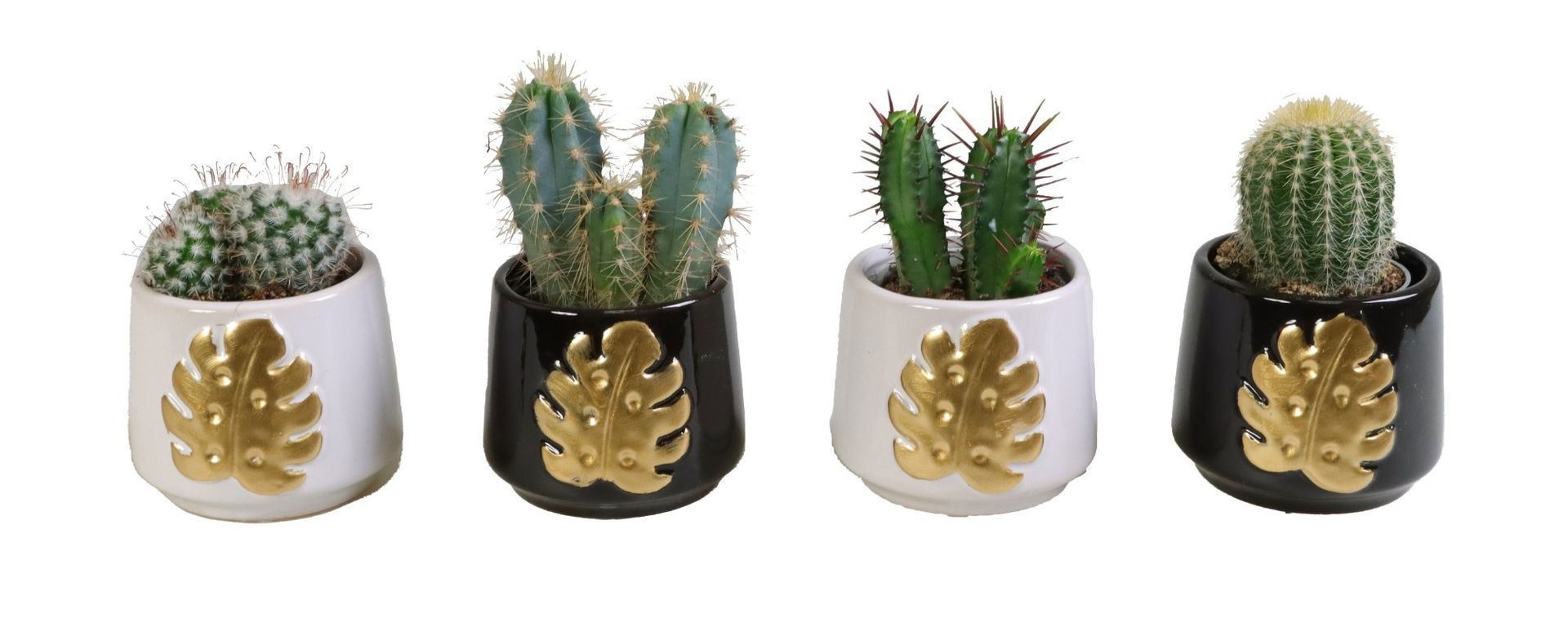 L 66155 With Cactus Mix 6 cm, D 6