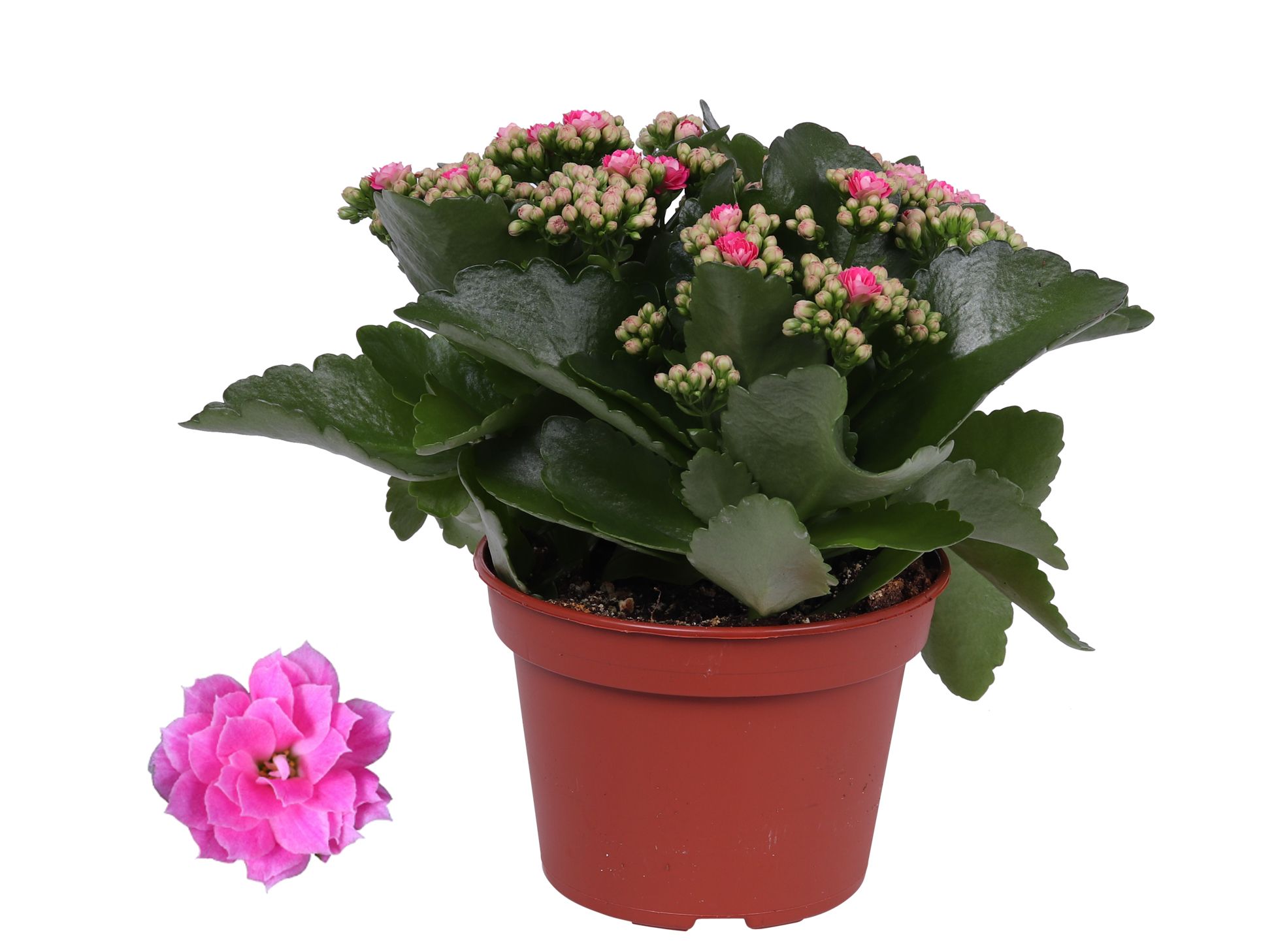 Kalanchoe Rosalina 15cm Don Nando roze, Zonder hoes, D 15