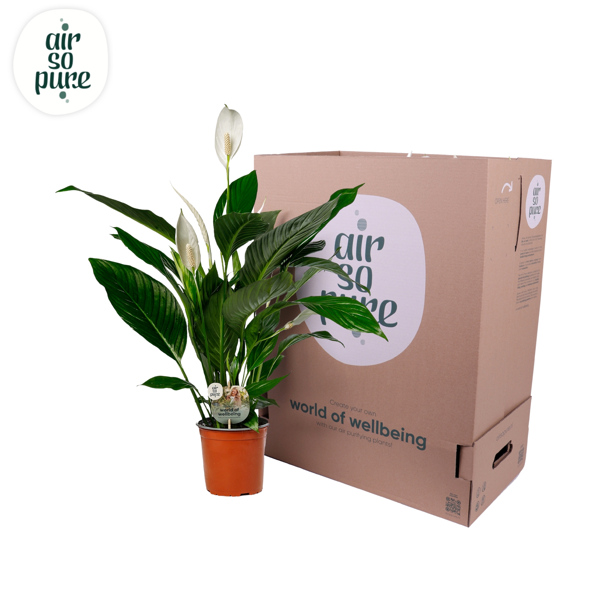Air So Pure - Tuincentrum - Spathiphyllum Bingo Cupido 17cm, D 17