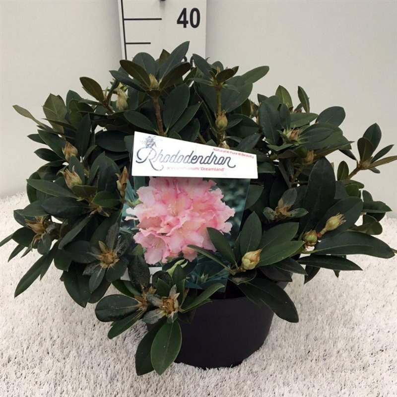 Rhododendron (Y) 'Dreamland', D 29