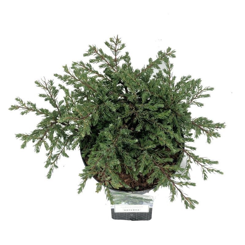 Juniperus comm. 'Repanda', D 18