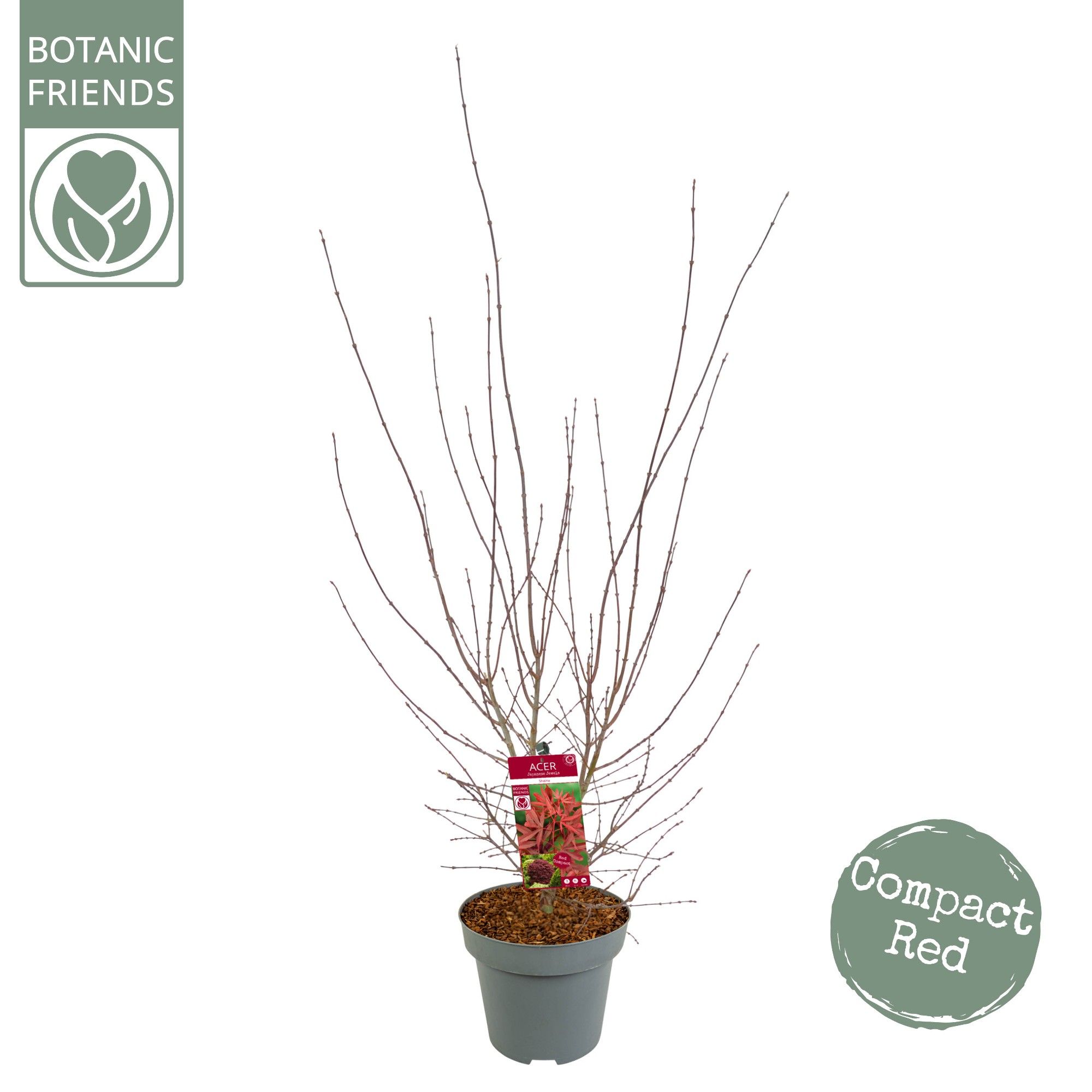 Acer palm. 'Shaina' C14 struik, D 30