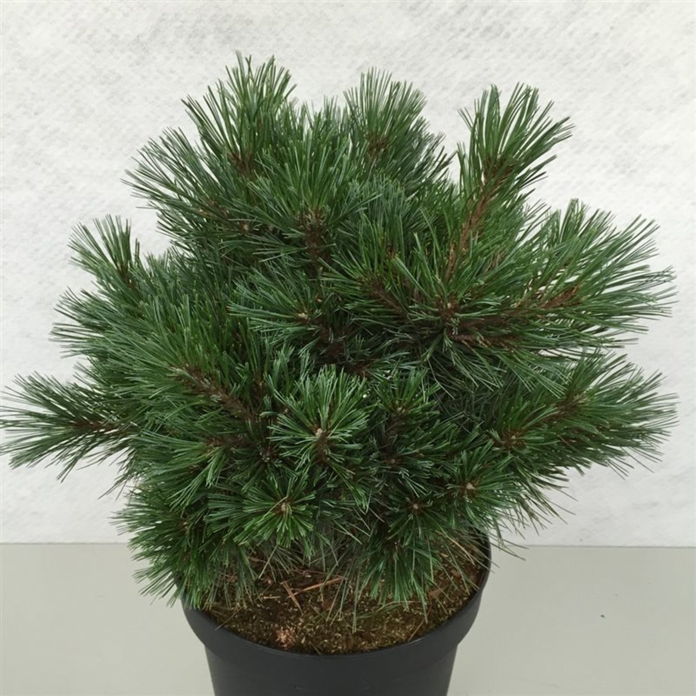 Pinus strobus 'Krüger's Lilliput', D 26