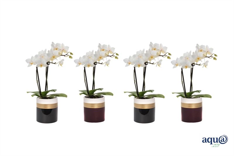 Dolomite p06 Horizon mix Phal Tiny Dolls white 2T12+ Aqu@, D 6