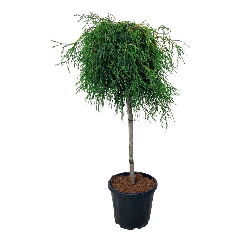 Thuja pl. 'Kager's Beauty', D 32