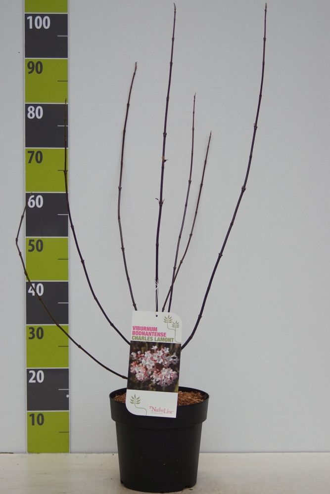 Viburnum bodnantense 'Charles Lamont' C 4,6, D 23