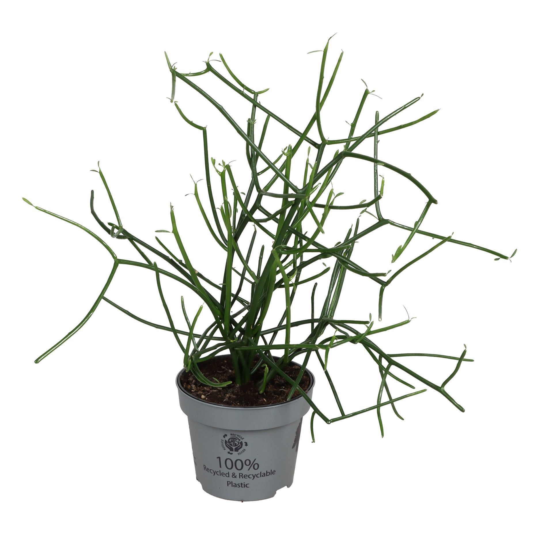 Euphorbia Tirucalli 12 cm, D 12