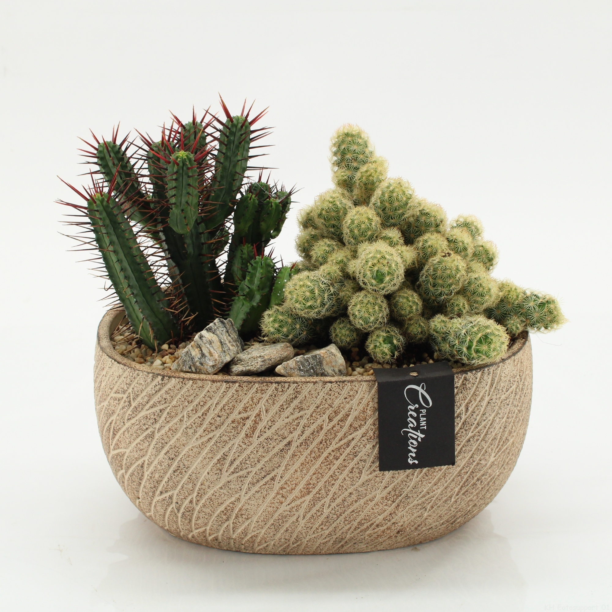 CTCR-2604 Cactus Essentials, D 23