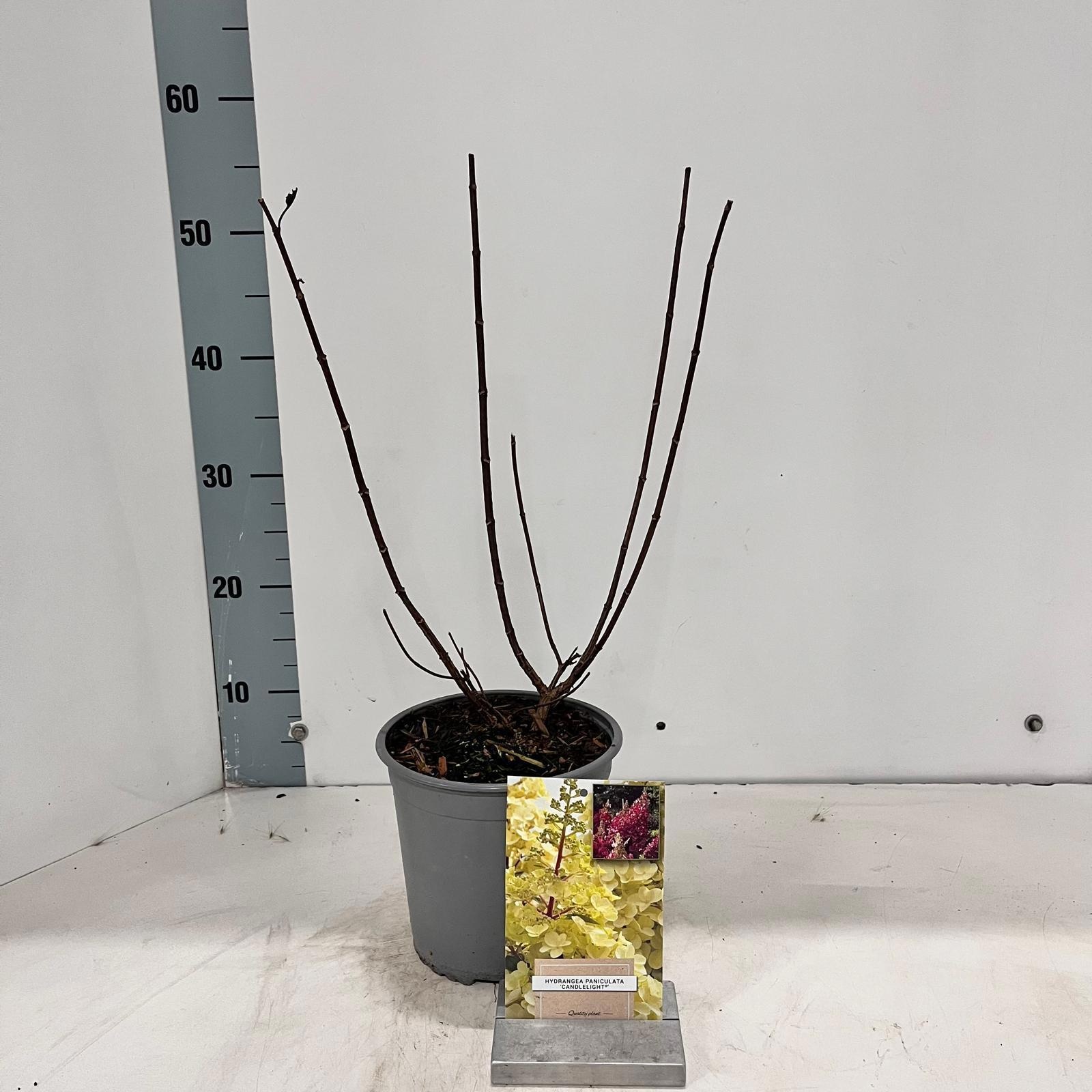 Hydrangea pan. Candlelight ('Hpopr013'PBR), D 17