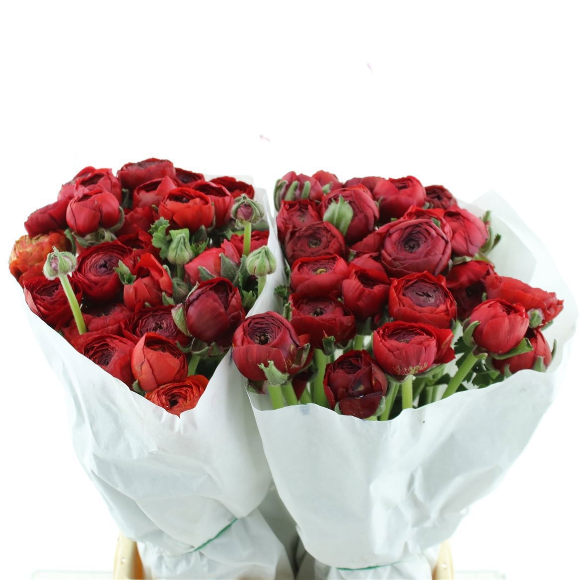 Ранункулус Саксесс Танго 45, шт.