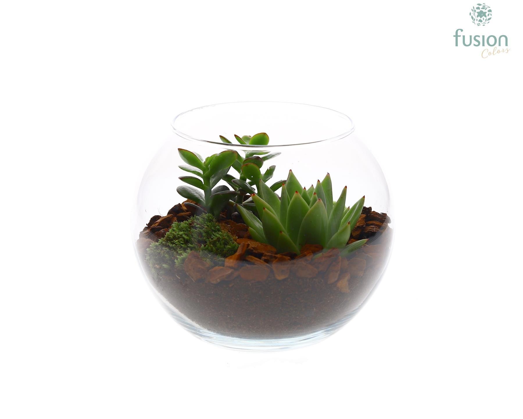 Glas Vissenkom met succulenten, D 19