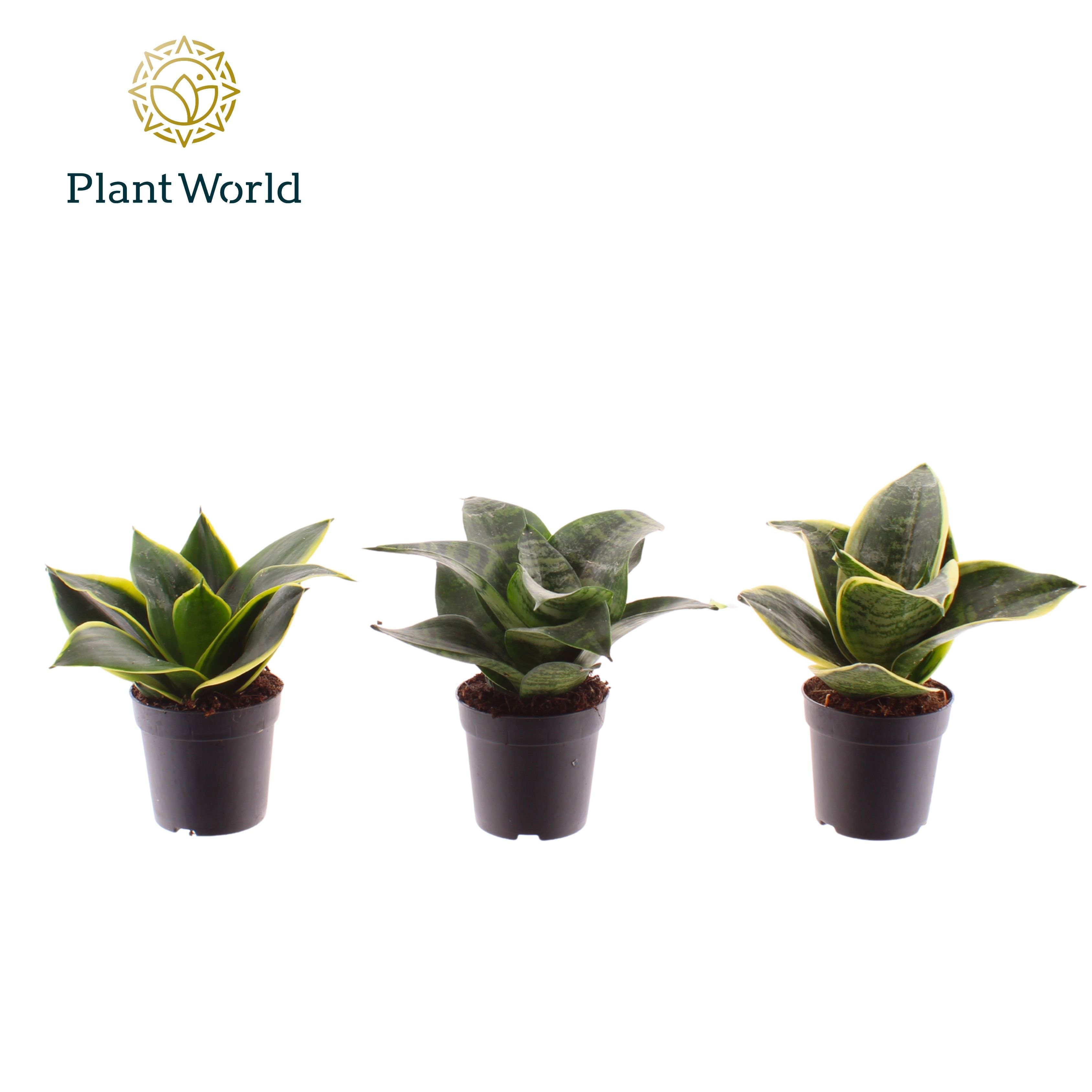 Sansevieria gemengd dwarf 7 cm, D 7