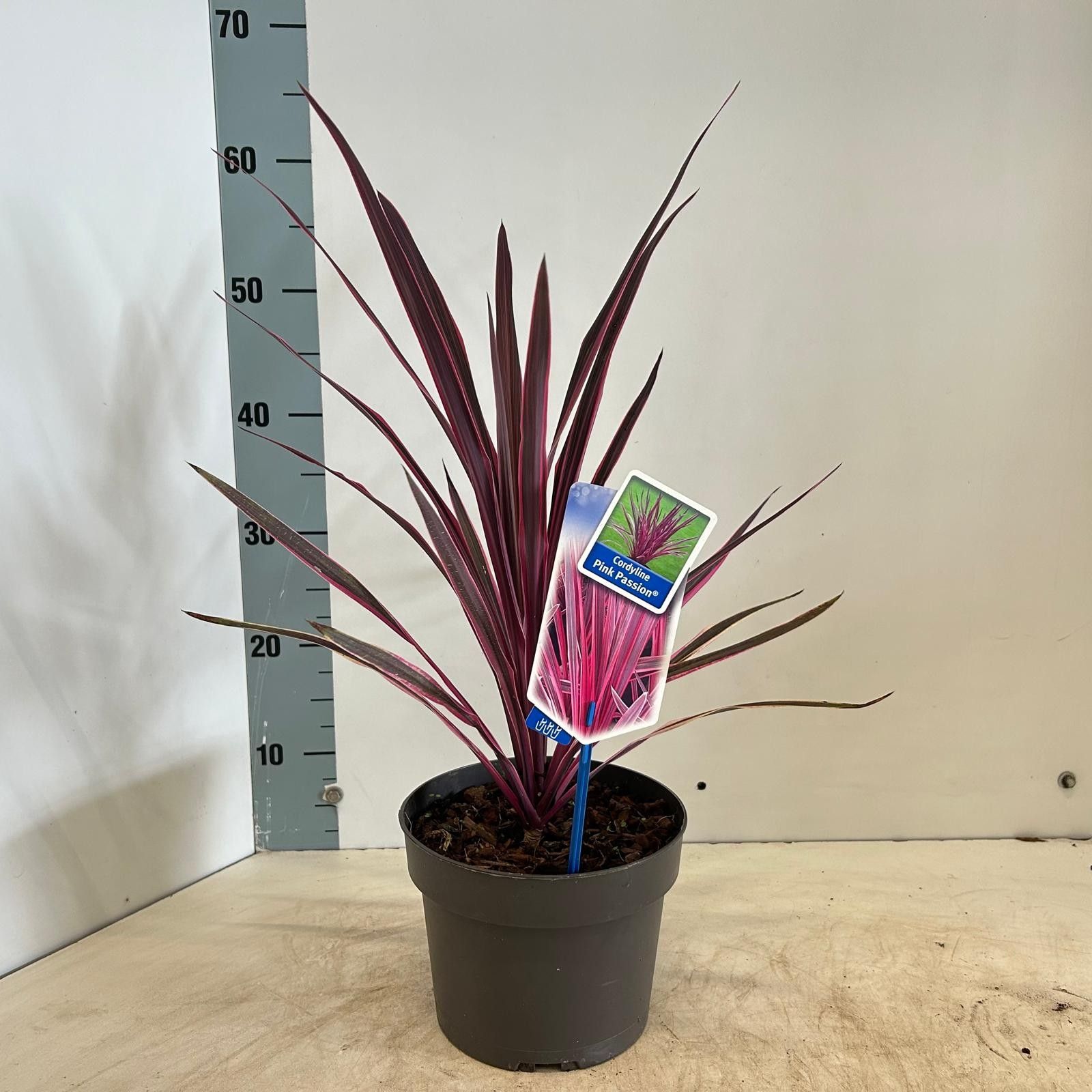Cordyline australis 'Pink Passion', D 19