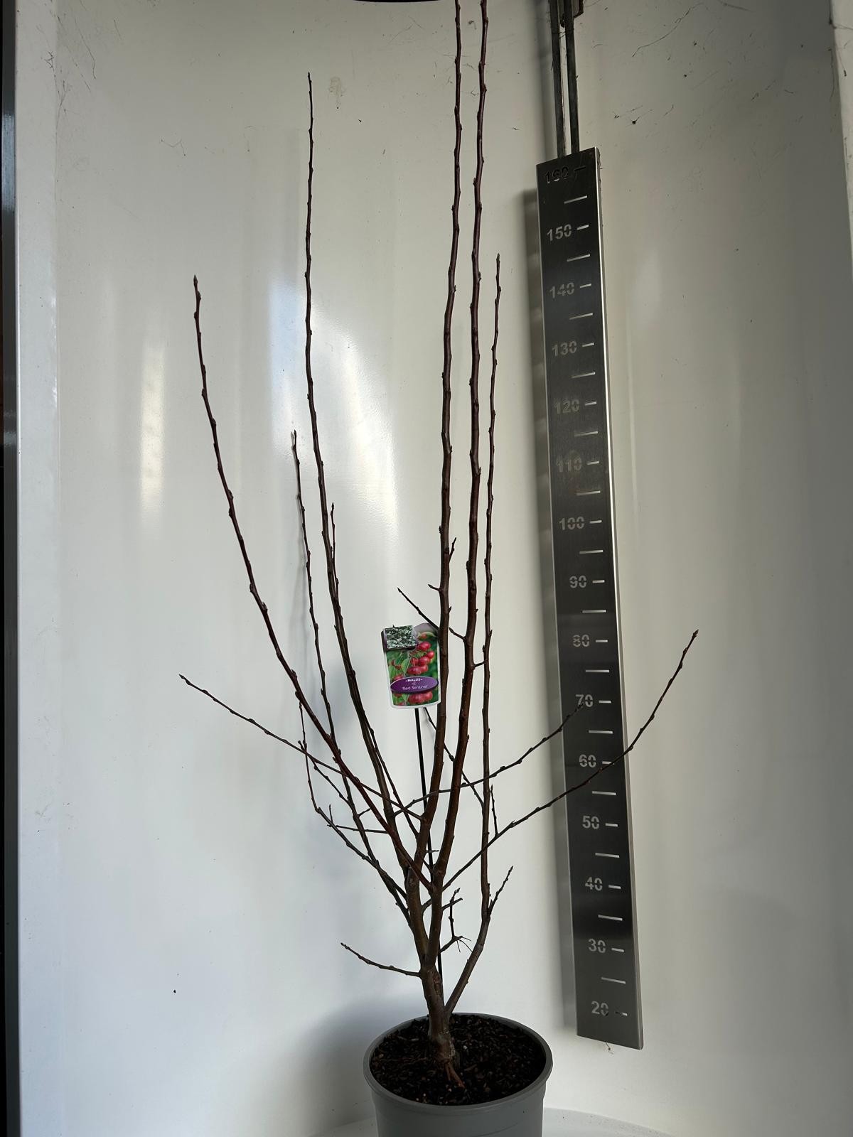 Malus Red Sentinal, D 27