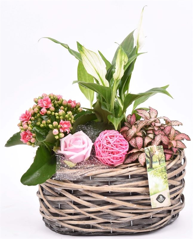 Wilg mand ovaal girjs 22x13cm, D 22