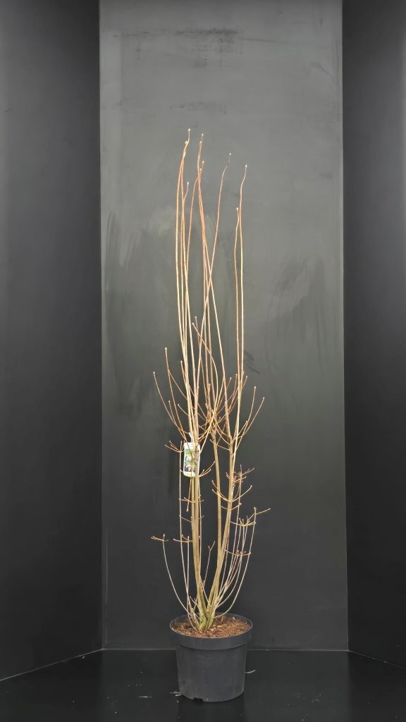 Enkianthus campanulatus, D 29