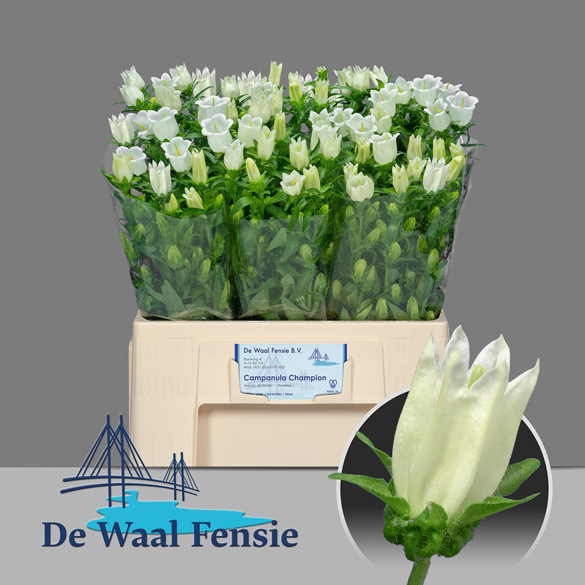 Кампанула Чемпион Вайт 60, шт.