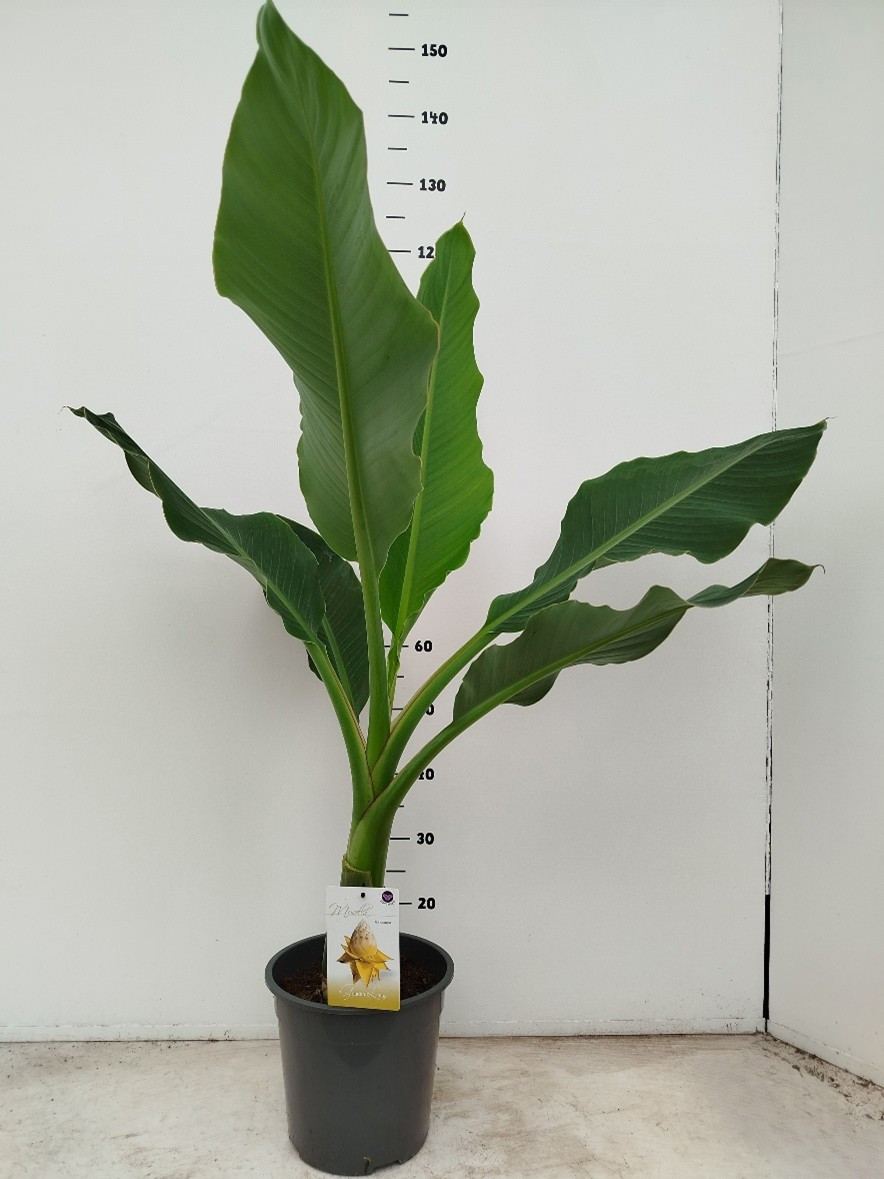 Musella lasiocarpa, D 24