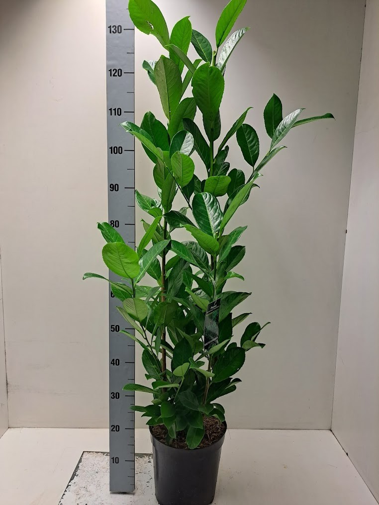 Prunus laurocerasus 'Rotundifolia' - C7, D 27
