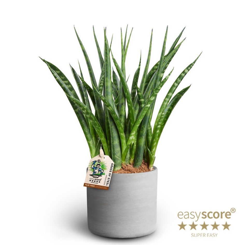 Raw Grey, Sansevieria ´Fernwood´, D 10