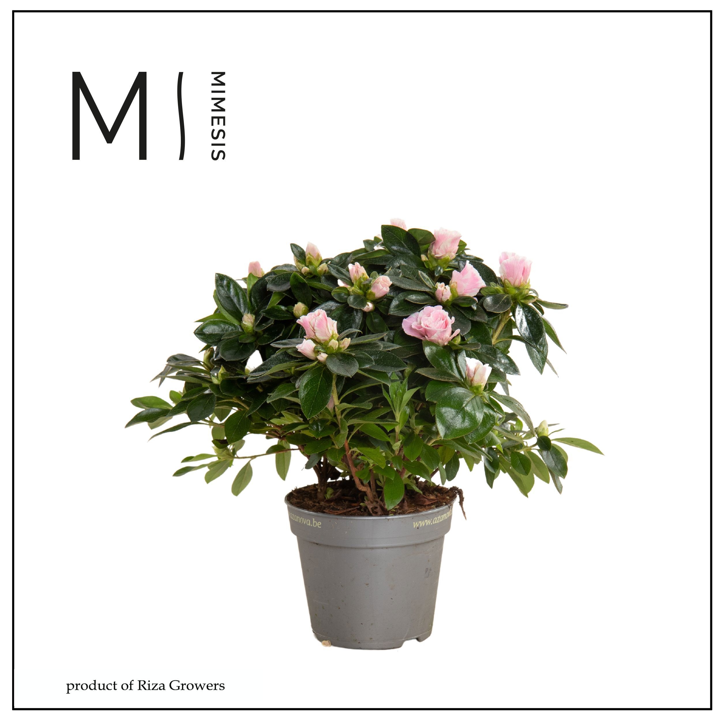 Mimesis Azalea AIKO - 13cm Bicolor, D 13