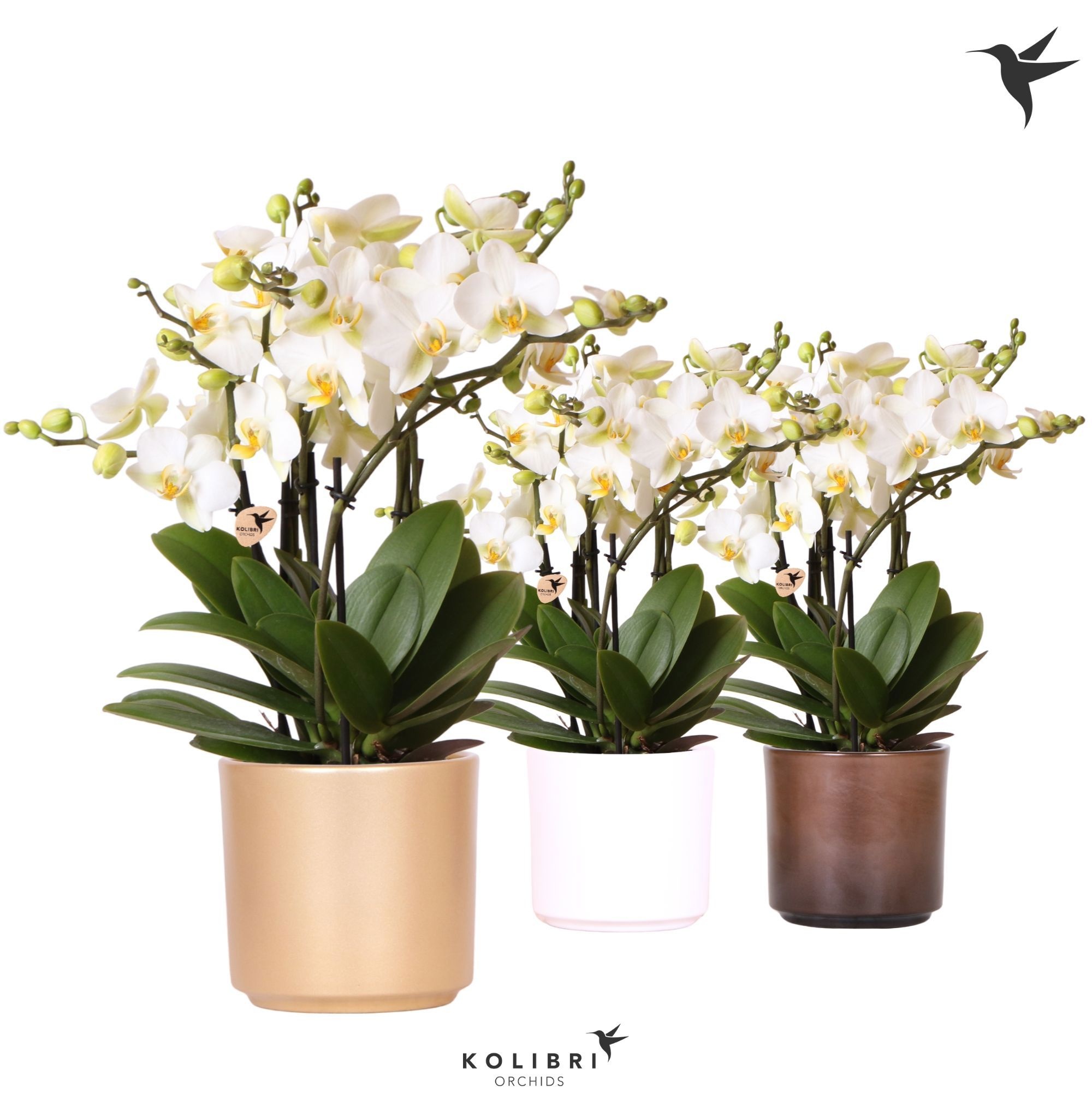 Kolibri Orchids Phalaenopsis Lausanne 6 spike in Simplicity mix, D 12