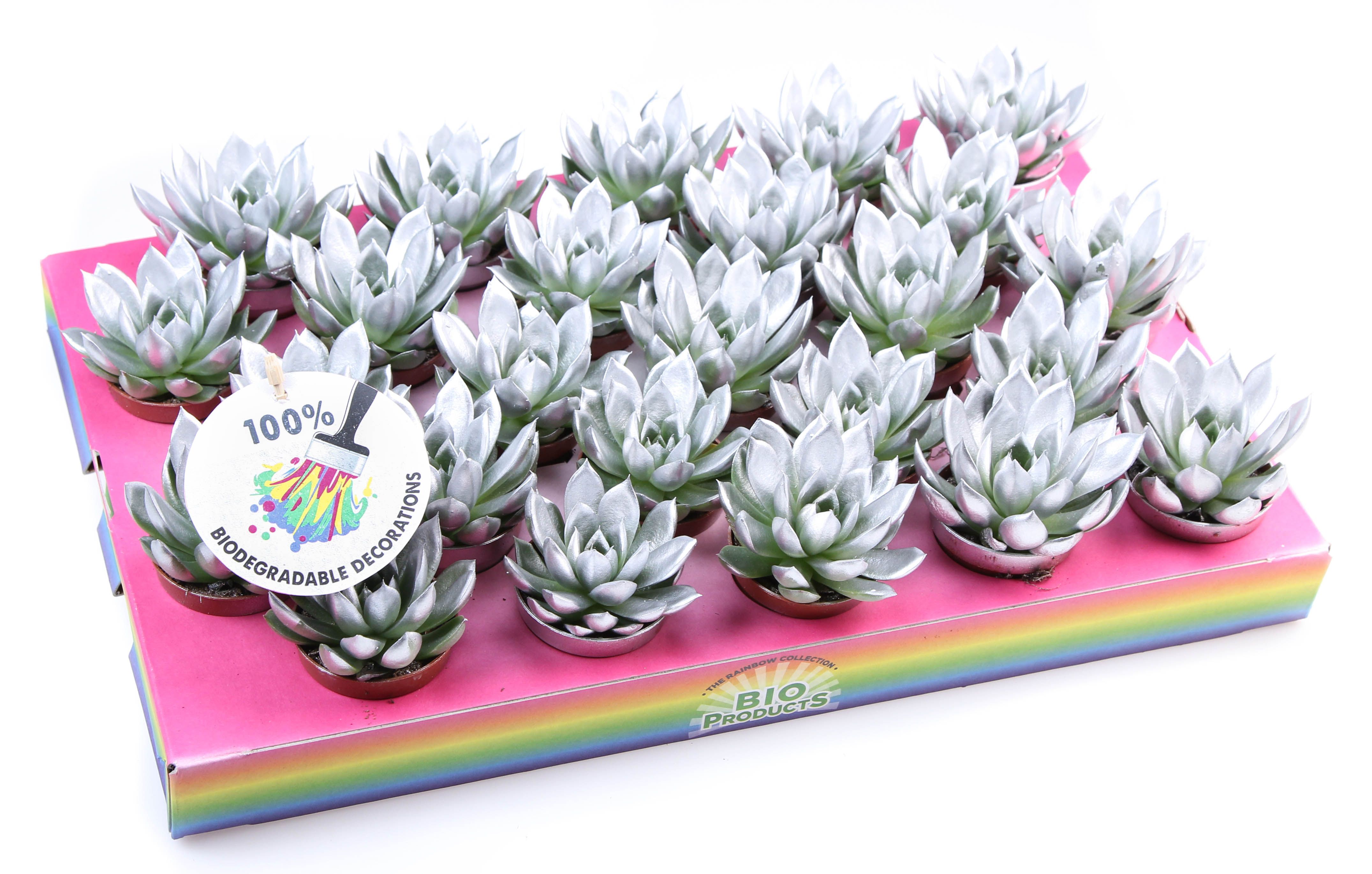 Bio miranda rainbow silver, D 5,5