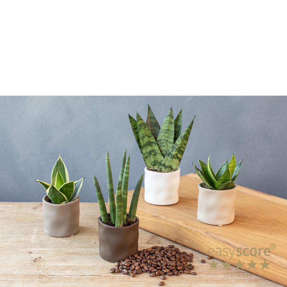 30615001 Organic Coff, D 6