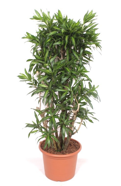 Dracaena Song of Jamaica, D 40