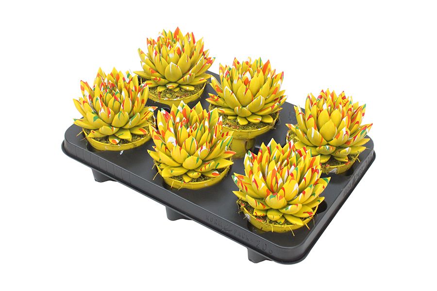 Miranda coloured Splash yellow, D 10,5