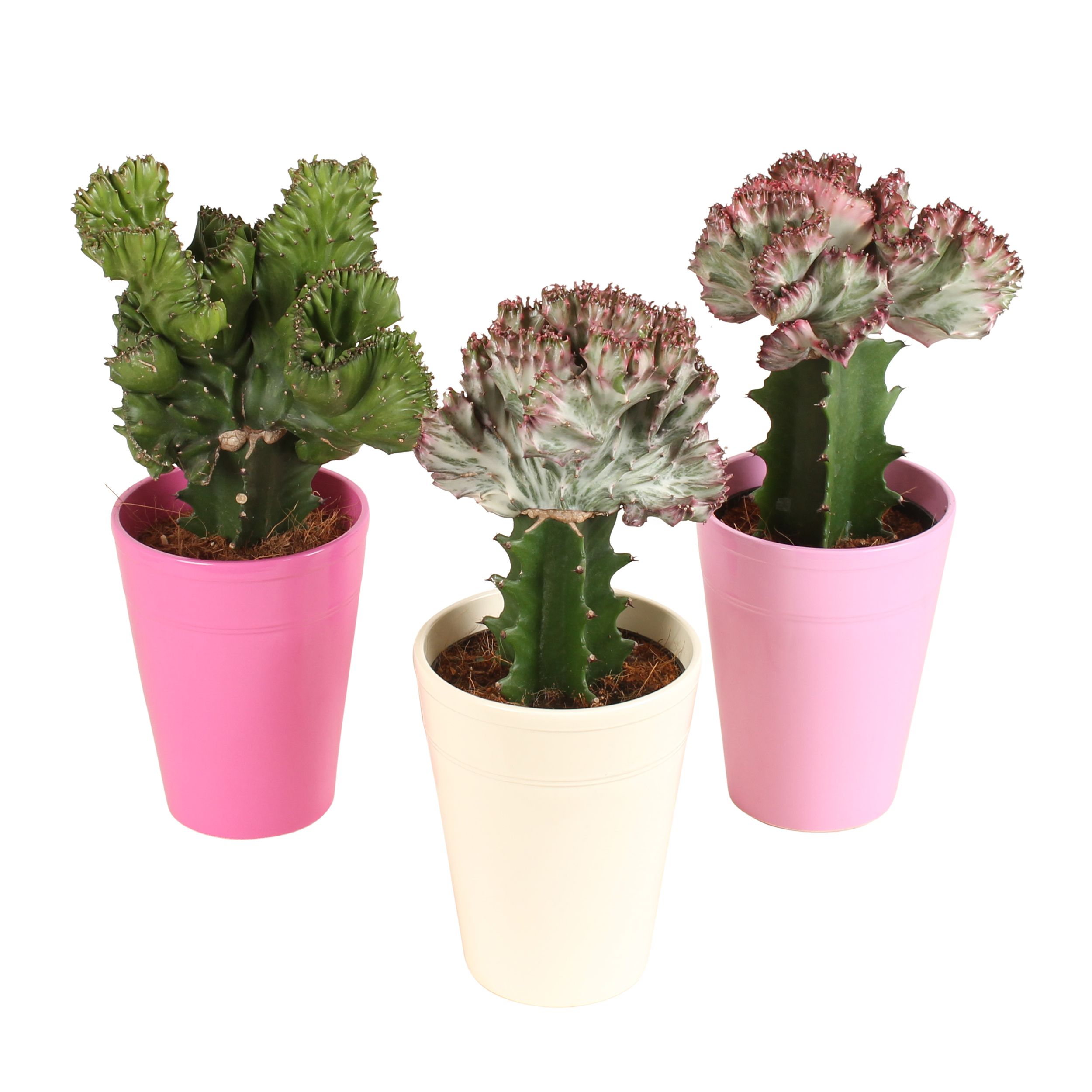 Cactus Euphorbia lactea Mix pot ø12cm in ø14cm Pax Pink mix, D 14
