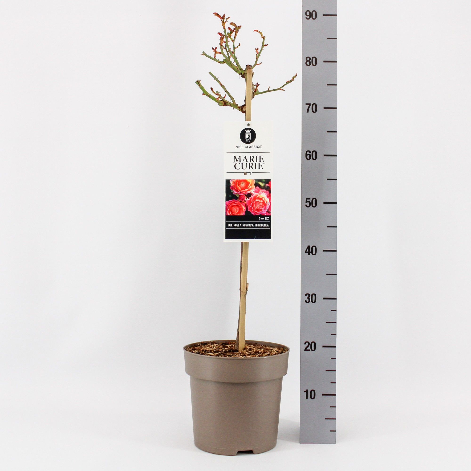 Rosa (F) Marie Curie ®, stam 50, C6, D 24