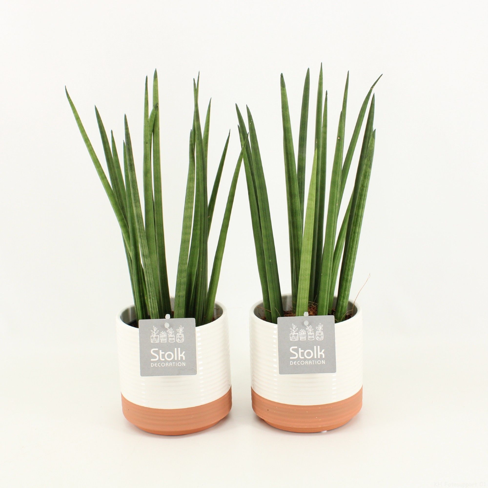 Sansevieria Cylindrica in Milou keramiek, D 13