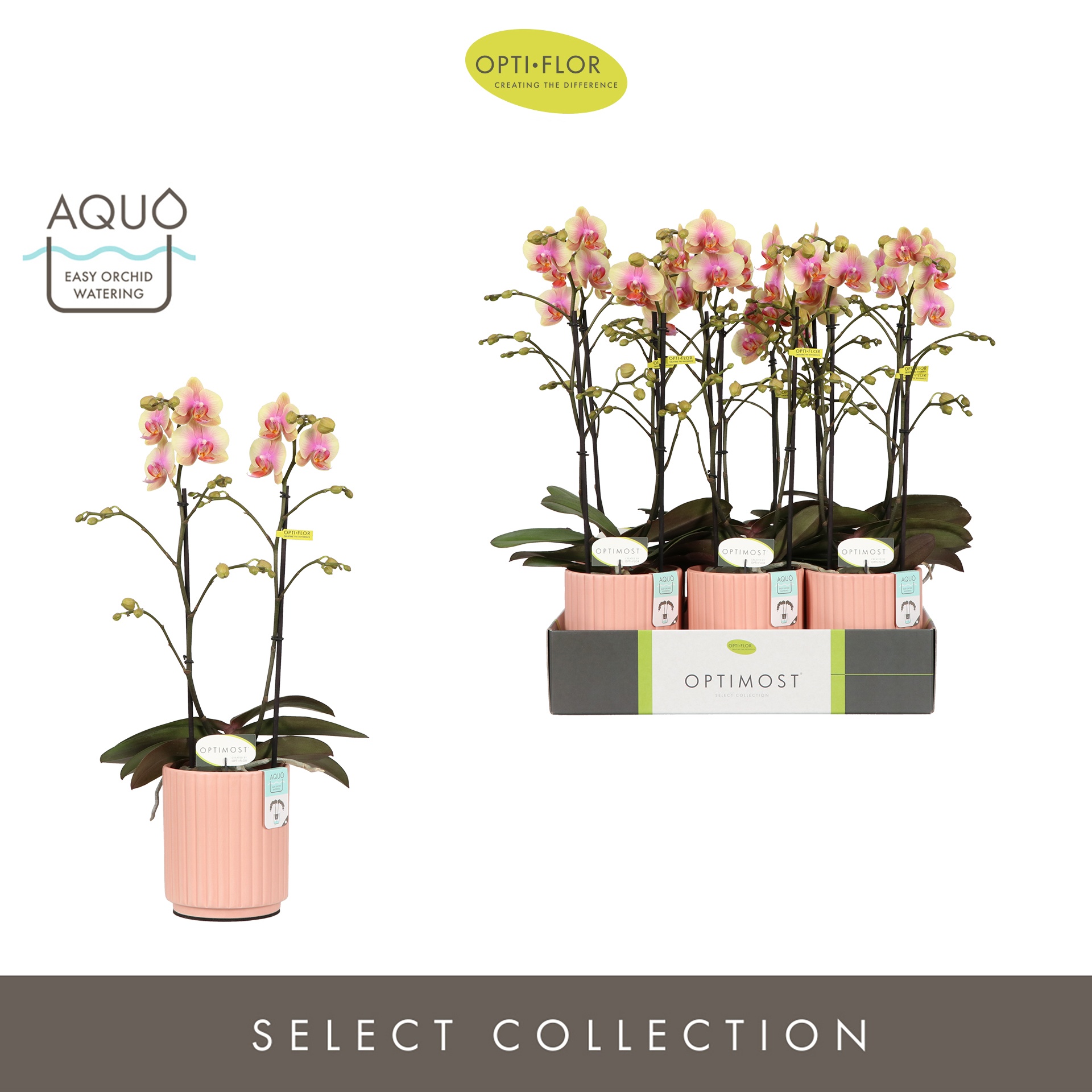 Optimost Belle Helene 2 spike in Molise Salmon Aquo, D 12 cm