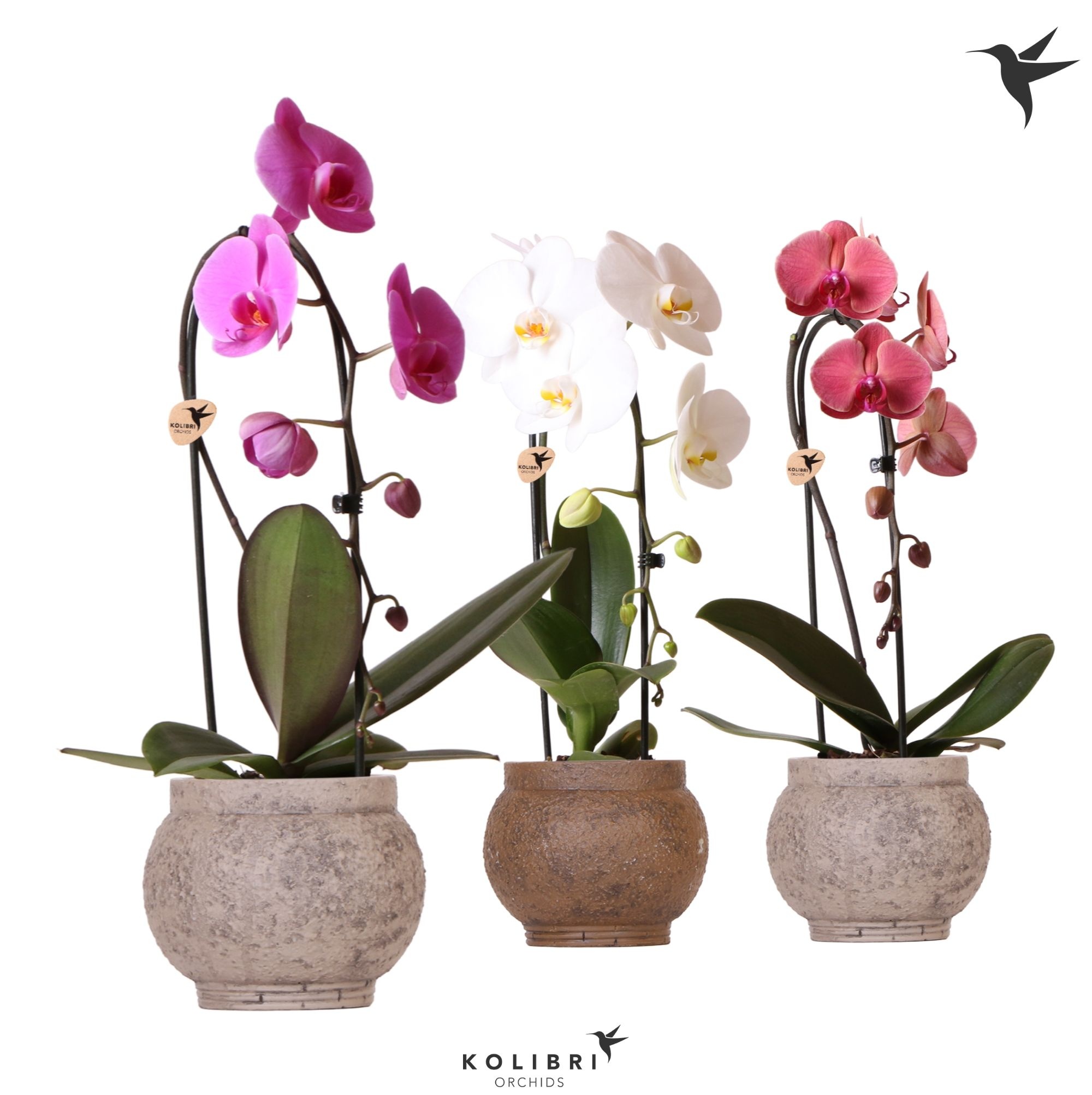 Kolibri Orchids Cascade Niagara Fall mix 1 spike in Ancient pot brown mix, D 12