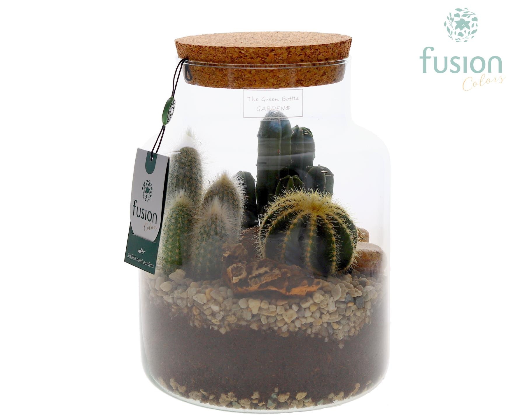 Green Bottle Pot Medium met Cactus arrangement, D 19
