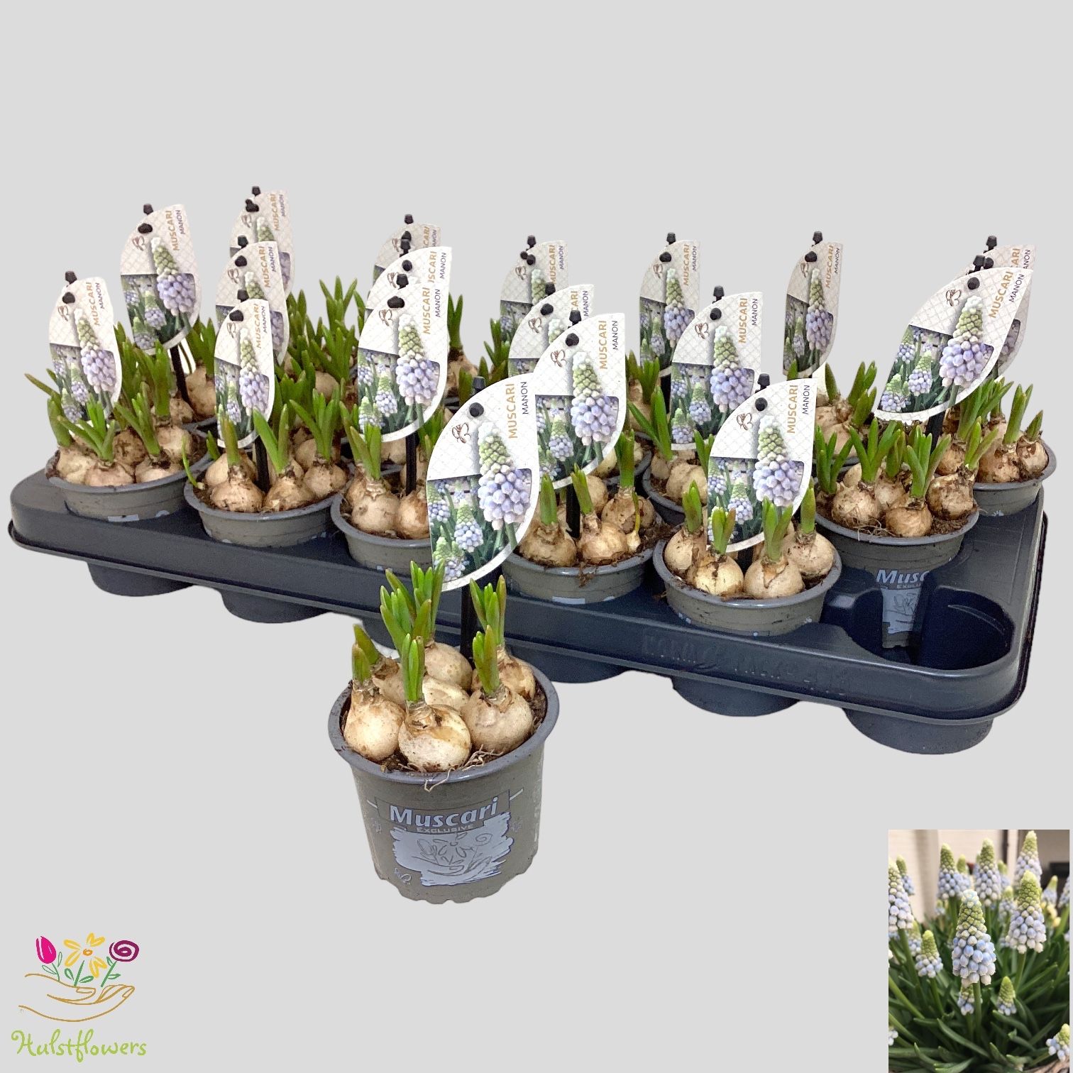 Muscari 'Manon', D 9