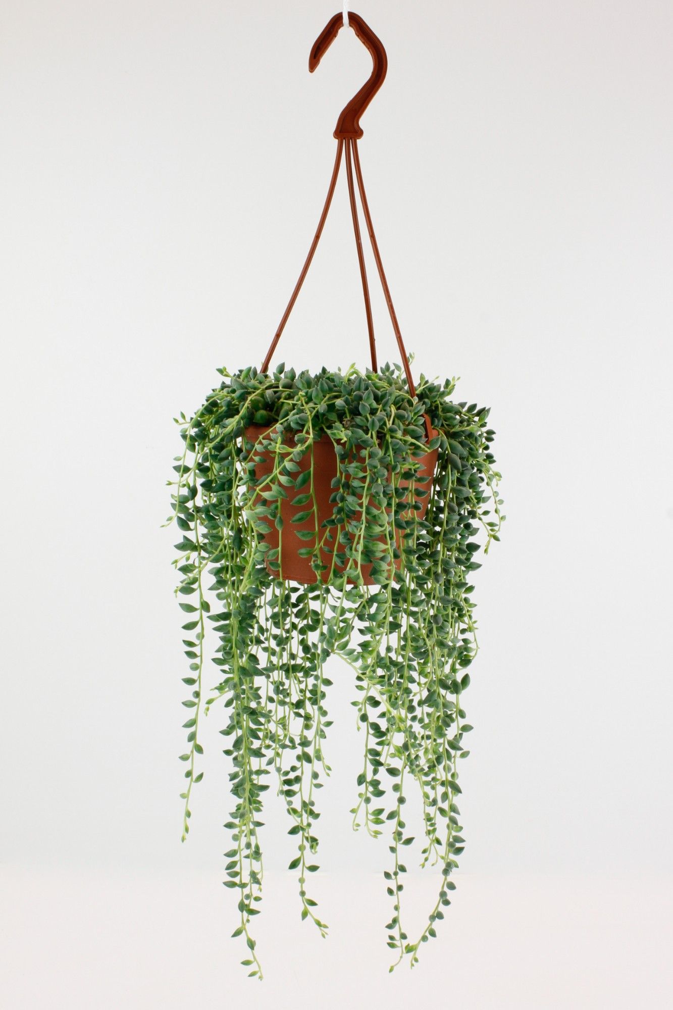 Senecio Herreianus, D 12