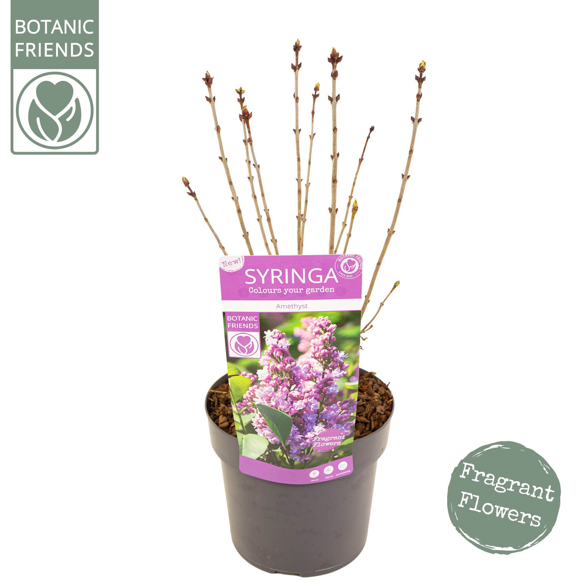 Syringa vulg. 'Amethyst', D 19