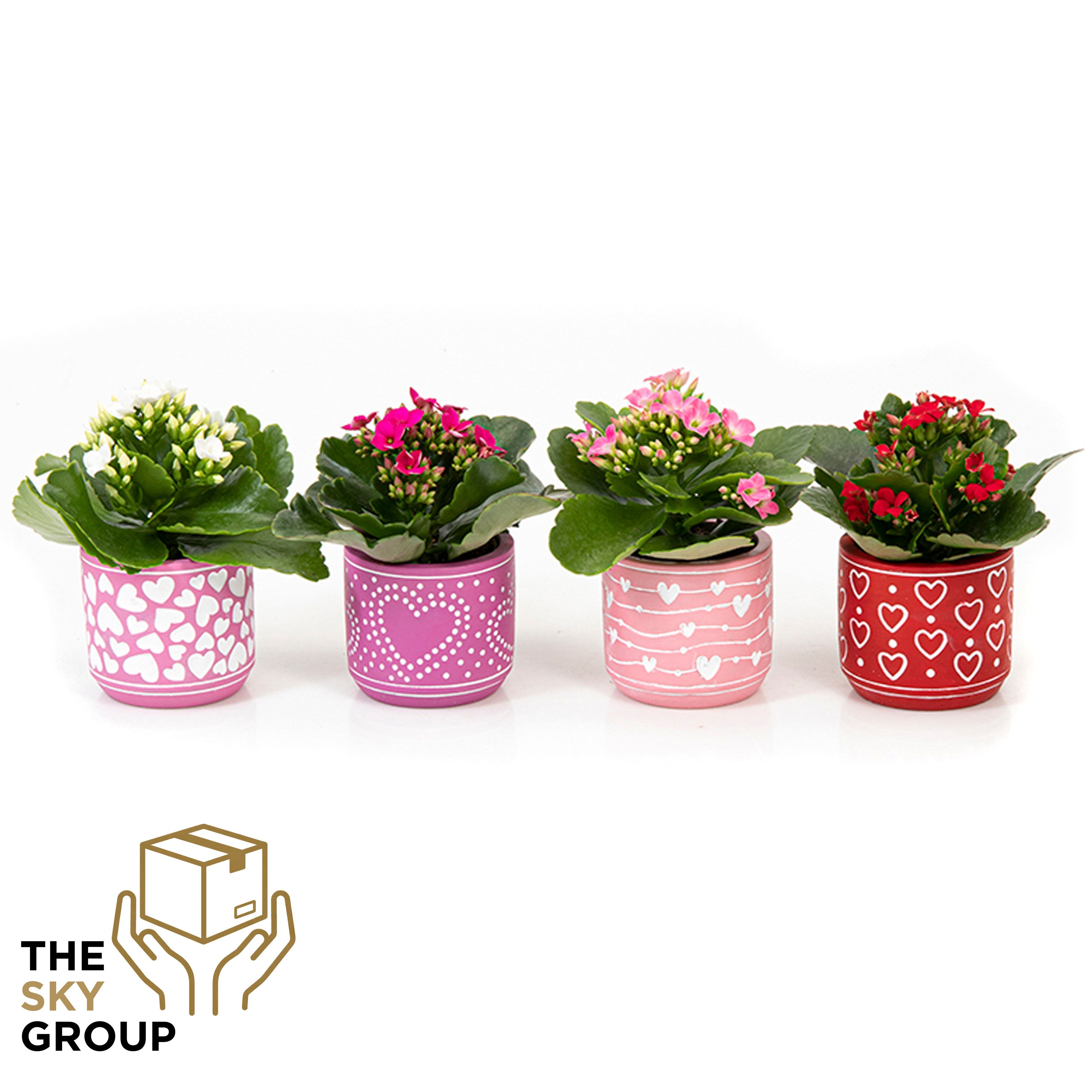 Kalanchoe gevuld 6 cm in beton pot love ( 4 assorti ), D 8