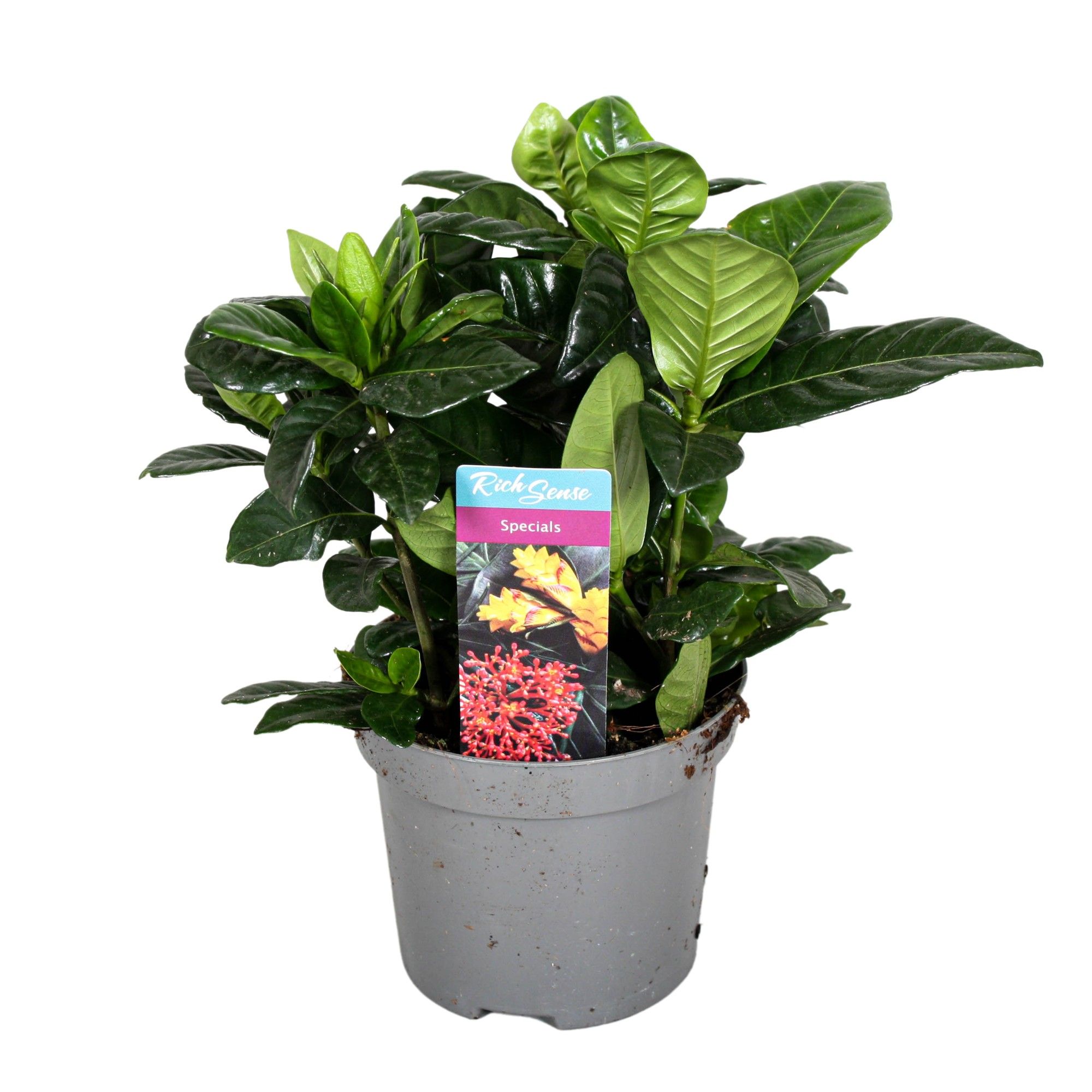 Gardenia Jasminoides 9cm, D 9